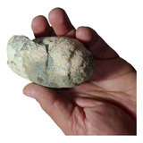  Amonites Fósiles Naturales Coleccion  Esp000582