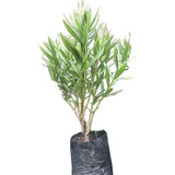 Plantas Naturales Laurel De Flor Adelfa Cercos Vivo 3lts