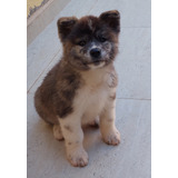 Cachorro Akita Inu  Con Pedigree