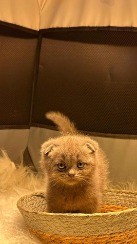 Gatinho Scottish Fold Fêmea De 52 Dias