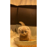 Gatinho Scottish Fold Fêmea De 52 Dias