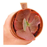 Muda Suculenta Echeveria Red Curve  Planta De Coleção