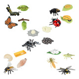 Figuras Del Ciclo De Vida De Mariposas, Arañas, Abejas Y Mar