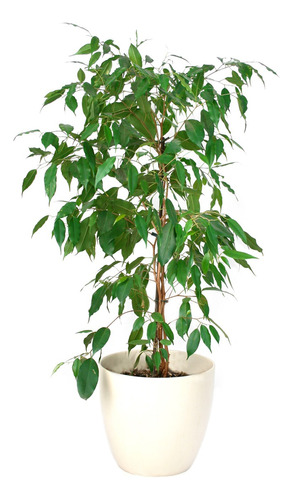 Ficus Benjamina