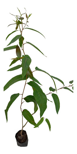 Eucalipto Limón Corymbia Citriodora Aromático Árbol De 80cm