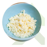 4 Mudas De Kefir Em Grãos De Leite Real Bichinho Do Iogurte