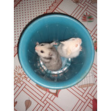 Hamster Sírio Angorá Aqui