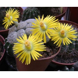 Semillas Cactus -  Lithops Schwantesi