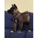 Cachorros Akita Americano Con Opción A Pedigree Internaciona