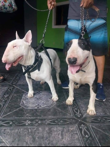 Bull Terrier Servicio De Stud Fca Microchip Incluye Insem.