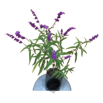Paquete De 2 Plantas Salvia De 30 Cms. Aprox.