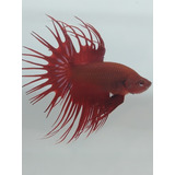 Peixe Betta De Linhagem Ct Long