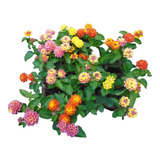 8 Mudas De Lantana: Diversas Cores