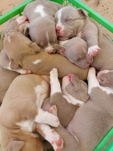 Cachorros American Bully