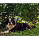 Lindos Filhotes De Border Collie 