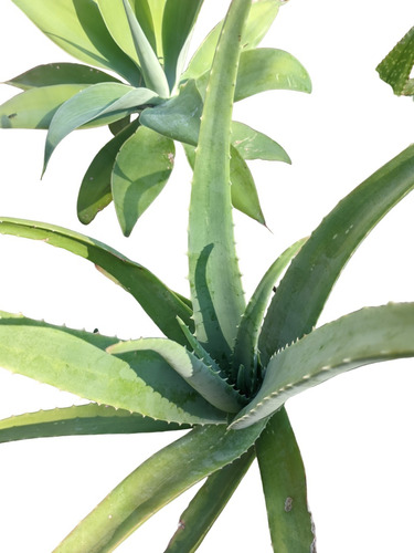 Aloe Barbdensis - Planta De 3 Años - Sin Agroquímicos 