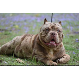 Cachorros American Bully Merle Con Registro Abkc