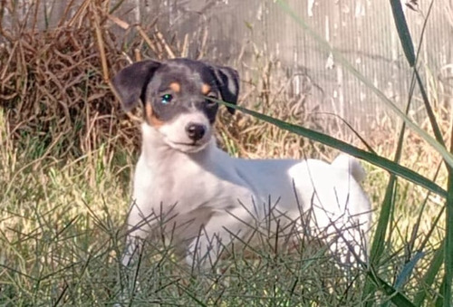 Terrier Chileno O Fox Terrier Inscritos,vacunas Al Día Certi