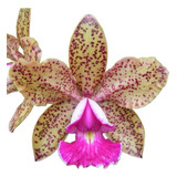 Orquidea Cattleya Pedra Da Gávea X Pão De Açucar * Adulta *