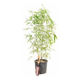 Bambù,plantas, Phyllostachis Aurea ,  Para Cercos !por Mayor