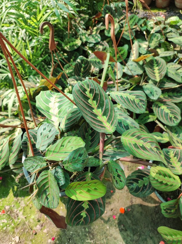 Maranta Leuconera Grande Planta Interior Colgante