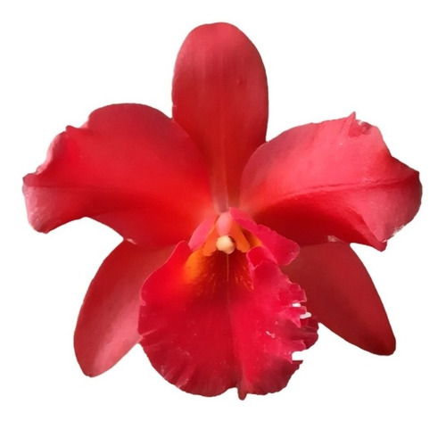 Orquídea Cattleya Vermelha - Adulta Apta A Floração