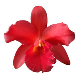 Orquídea Cattleya Vermelha - Adulta Apta A Floração