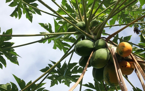 Papayo Árbol Frutal Exótico 