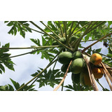 Papayo Árbol Frutal Exótico 