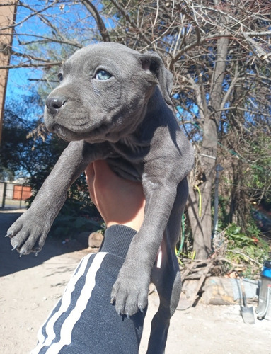 Cachorros Pitbull Blue 