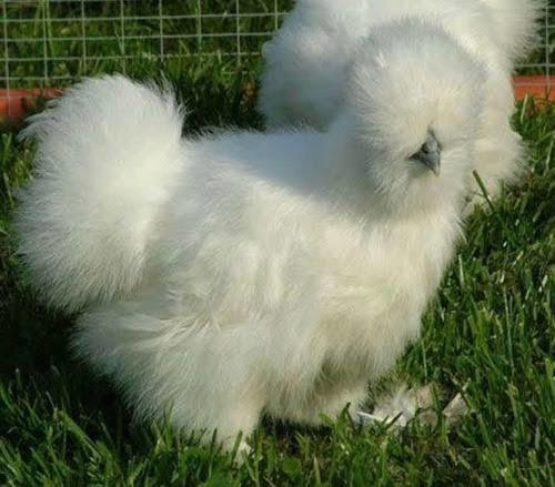 Ovos De Galinha Sedosa Japão Silkie Padrão