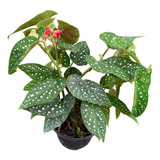 Planta Begonia | Tamaya | Planta De Interior
