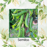 10 Semillas De Planta Canavalia Ensiformis