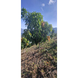 Arbol Frutal Mango