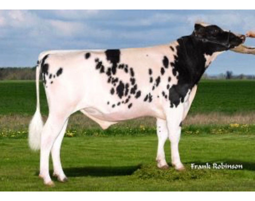 Semen Bovino Holstein Americano-move