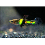 Guppy Endler El Tiger (casal)