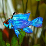 Ramirezi Eletric Blue (mikrogeophagus Ramirezi) Casal