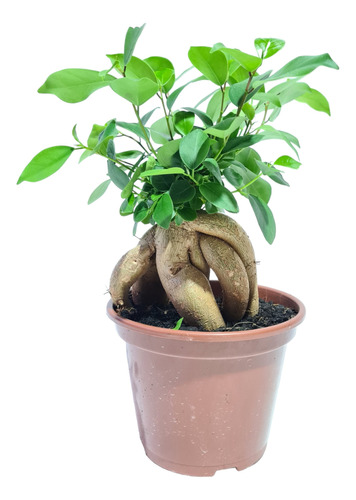 2 Mudas De Ficus Microcarpa Ginseng Mudas Lindas