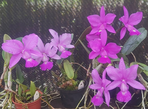 Cattleya Walkeriana Tipo - Lote 10 Plantas Adultas Lilases