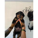 Cachorro Rottweiler Hermoso Perro Cachorro Medellin Dog