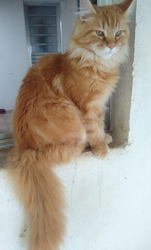 Filhote De Maine Coon Gato Gigante Lindo 