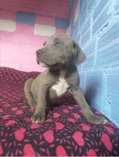 Cachorro Pitbull Blue Macho 