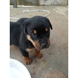 Rottweiler Machos E Fêmeas A Pronta Entrega Microchipados 