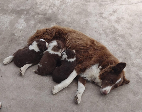 Reserva Seña Cachorros Border Collie Marron Chocolate Puros