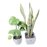 Combo Sanseviera+ Monstera Maceta Premium 20 Deco Plantas