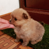 Cachorro Pomerania