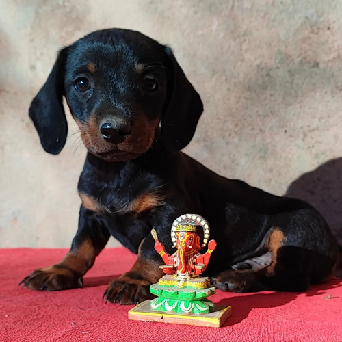 Salchicha Kaninchen Dachshund Arlequín Marrón Negro Y Fuego