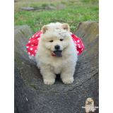 Cachorras Chow Chow Blancas/cremas. Con Video!