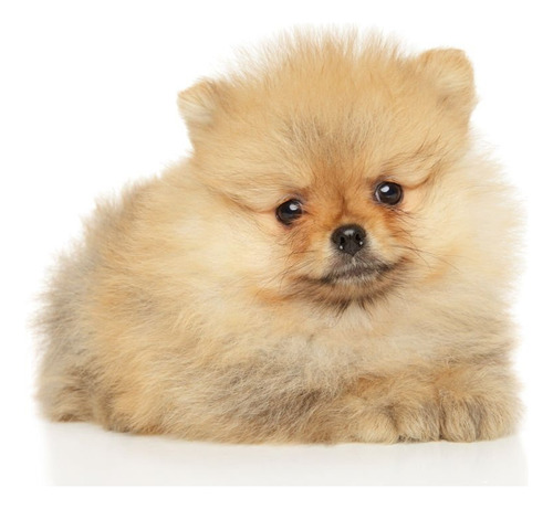 Perros Pomerania Splitz Mini Toy Cachorros En Venta Itagüí 