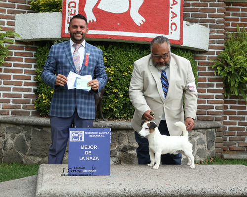 Jack Russell Campeón Mexicano Jr Semental 